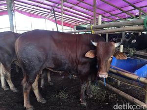 Jangan Salah Beli, Ini Tips Memilih Hewan Kurban yang Sehat
