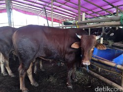Jangan Salah Beli, Ini Tips Memilih Hewan Kurban yang Sehat