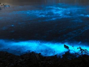 Foto: Fenomena Lautan Bercahaya