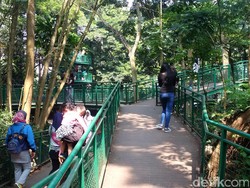 Menikmati Suasana Hutan di Tengah Kota Bandung
