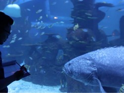 Menanamkan Nilai Konservasi dan Edukasi Kekayaan Laut Indonesia