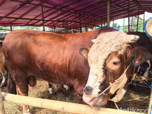 Sapi Kurban 900 Kg Ini Dibanderol Rp 55 Juta