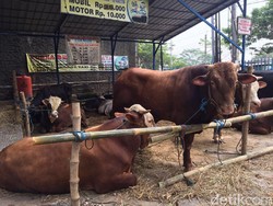 3 Minggu Jualan Hewan Kurban, Pedagang Ini Kantongi Omzet Rp 3 M