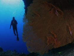 Pelestarian Budaya dan Alam Lewat Festival Pesona Bunaken 2017