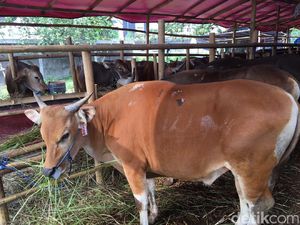 Berburu Hewan Kurban di Jakarta, Ini Dia Lokasinya