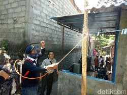 Diserang Ulat Bulu, Ini yang Dilakukan Dinas Pertanian Banyuwangi