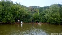 Bersih-bersih Sampah di Kampung Laut Cilacap