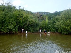 Bersih-bersih Sampah di Kampung Laut Cilacap