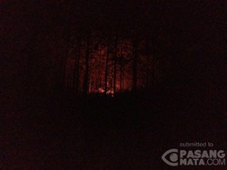 Kebakaran Lahan Terjadi di Kawasan Perhutani Mojokerto