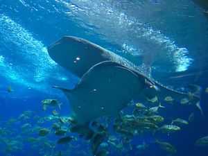 Seharian Main di Taman Rekreasi Keren China, Seperti Apa?