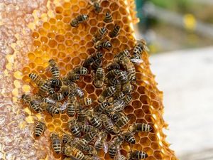 Kawanan Lebah Menyerbu Sebuah Rumah, Apa Jadinya?