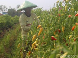 Panen Cabai Melimpah, Harga di Petani Turun Jadi Rp 12.000/Kg