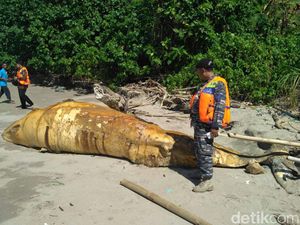 Bayi Paus Ditemukan Mati di Pantai Selatan Trenggalek