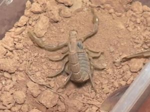 Ngeri-ngeri Sedap! Potret Peneliti Pemerah Racun Kalajengking Ngeri-ngeri Sedap! Potret Peneliti Pemerah Racun Kalajengking