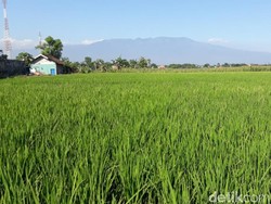 Lahan Pertanian Beralih Fungsi, Pemda Harus Lakukan Ini
