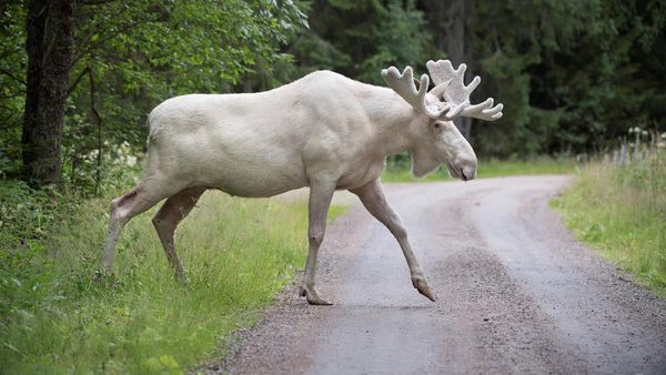 Foto: Unik dan Langka! Rusa Putih Tertangkap Kamera di Swedia