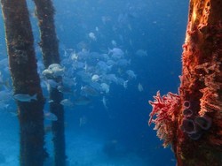 Yang Cantik di Raja Ampat, Namanya Arborek
