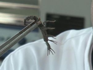 5 Fakta Menarik Soal Racun Kalajengking 5 Fakta Menarik Soal Racun Kalajengking