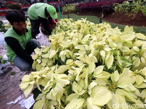 Jelang HUT RI, Kawasan Patung Kuda Dipercantik