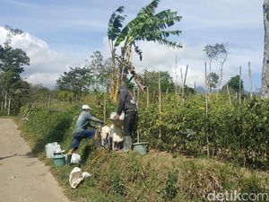 Harga Cabai Anjlok, Petani di Ngantang Terancam Merugi