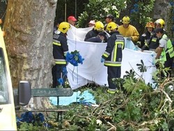 Pohon Tumbang Timpa Peziarah di Portugal, 13 Orang Tewas