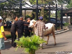 Sapi Mengamuk Saat Diperiksa Melukai Seorang Petugas