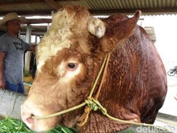 Bagong, Sapi Seberat 1,4 Ton dari Purworejo