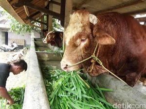 Keluar Daerah, Ternak dari Purworejo harus Kantongi SKKH