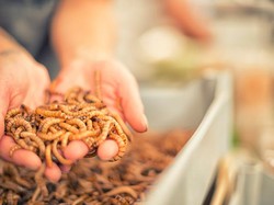 Burger Ulat yang Gurih Bernutrisi Mulai Dijual di Swiss