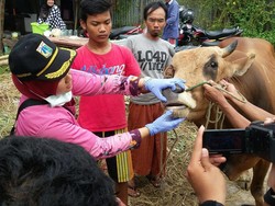 Sudin KPKP Jakpus: Beli Hewan Kurban yang Ditempeli Stiker Sehat