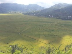 Sudah ke Sini Belum, Sawah Berbentuk Jaring Laba-laba di Flores