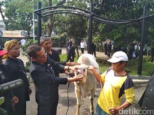 Tim Ante Mortem Cek Kondisi Hewan Kurban di Bandung