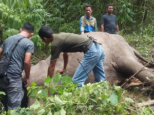Luka Parah, Gajah Liar di Aceh Ditemukan Mati Setelah Diobati