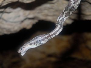 Foto: Kamu Nggak Bakal Mau Datang ke Gua Ini