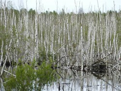 KLHK Lanjutkan Moratorium Izin Baru Pengelolaan Lahan Gambut