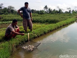 Musim Kemarau, Peternak Ikan di Banjarnegara Diimbau Waspada