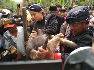 Lempar Kepala Kerbau, Tradisi Warga Trenggalek Syukuri Hasil Tani