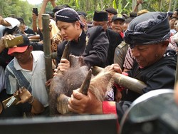 Lempar Kepala Kerbau, Tradisi Warga Trenggalek Syukuri Hasil Tani
