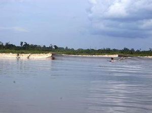 Yuk, Saksikan Kehebohan Festival Pacu Jalur Teluk Kuantan Riau