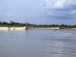 Yuk, Saksikan Kehebohan Festival Pacu Jalur Teluk Kuantan Riau