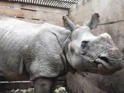 Badak yang Tersapu Banjir Sampai ke India Dipulangkan ke Nepal