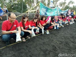 1.300 Tukik Dilepasliarkan di Pantai Cacalan Banyuwangi