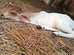 Hanya Berkaki Dua, Anak Sapi Ini Menyerupai Kanguru Saat Berjalan