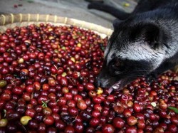 Enak Tapi Menjijikkan, 10 Makanan dan Minuman Ini Terbuat dari Kotoran hingga Air Liur Manusia (1)