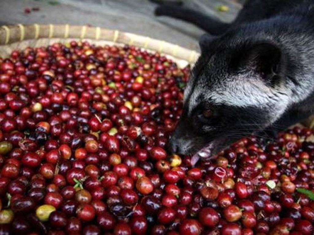 Enak Tapi Menjijikkan, 10 Makanan dan Minuman Ini Terbuat dari Kotoran hingga Air Liur Manusia (1) Enak Tapi Menjijikkan, 10 Makanan dan Minuman Ini Terbuat dari Kotoran hingga Air Liur Manusia (1)