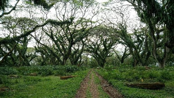 Foto: Kembaran Hutan Fangorn Lord of The Rings di Banyuwangi