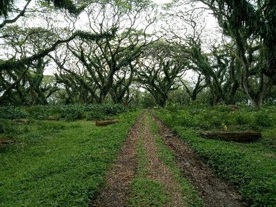 Foto: Kembaran Hutan Fangorn Lord of The Rings di Banyuwangi