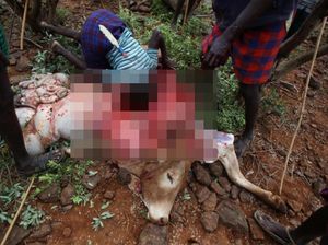 Minum Darah Banteng Demi Menjadi Dewasa