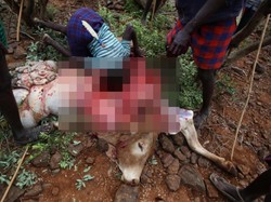 Minum Darah Banteng Demi Menjadi Dewasa