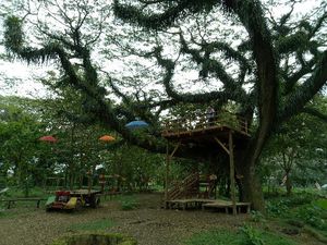 Hutan di Banyuwangi yang Seperti di Film Lord Of The Rings